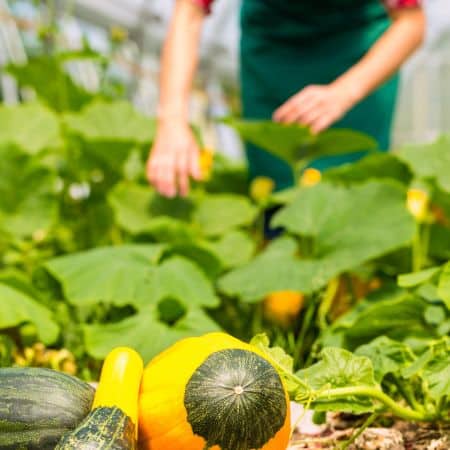 Croissance du marché de la vente en directe de producteur